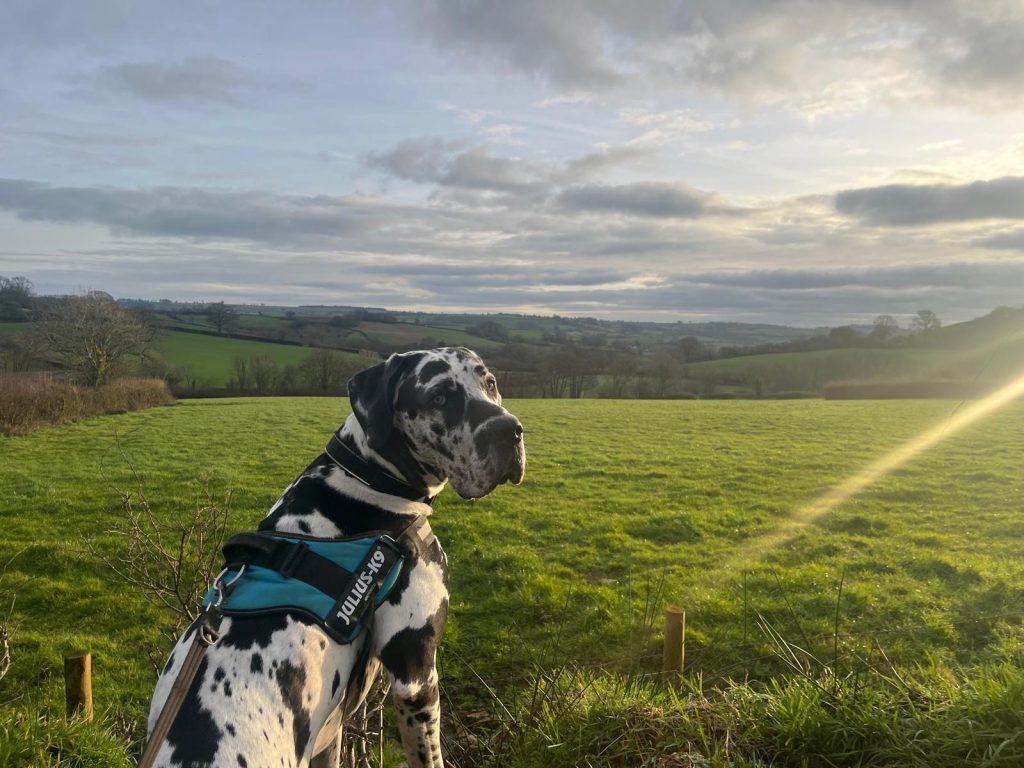 View of Stockland village whilst out walking the dog to the pub
